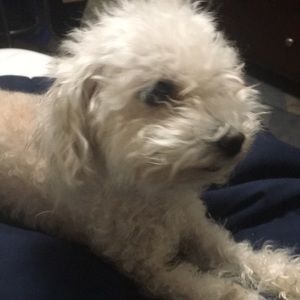 Meet your Posher, Dora